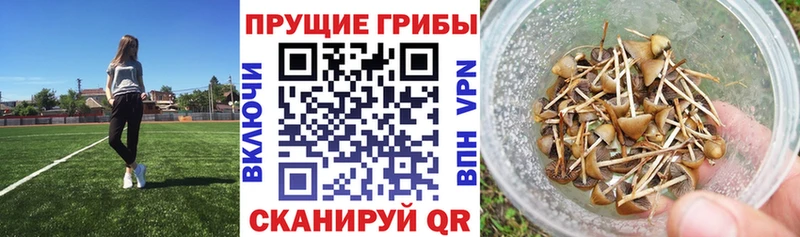 Галлюциногенные грибы Cubensis  Богучар 